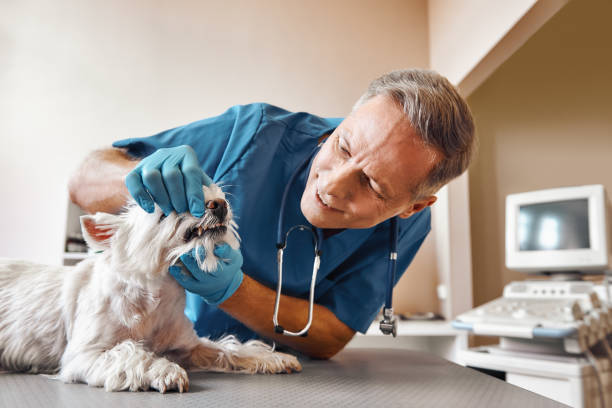 Best Broken or Chipped Tooth Repair in Westwego, LA